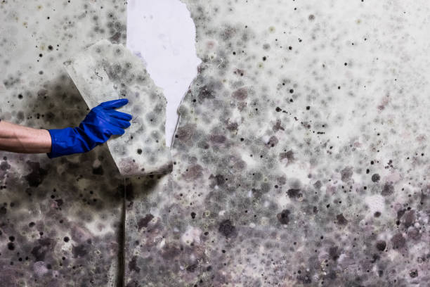 Best Industrial Mold Remediation in Lancaster, WI