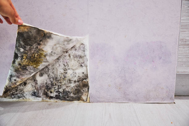 Best Kitchen Mold Remediation in Lancaster, WI